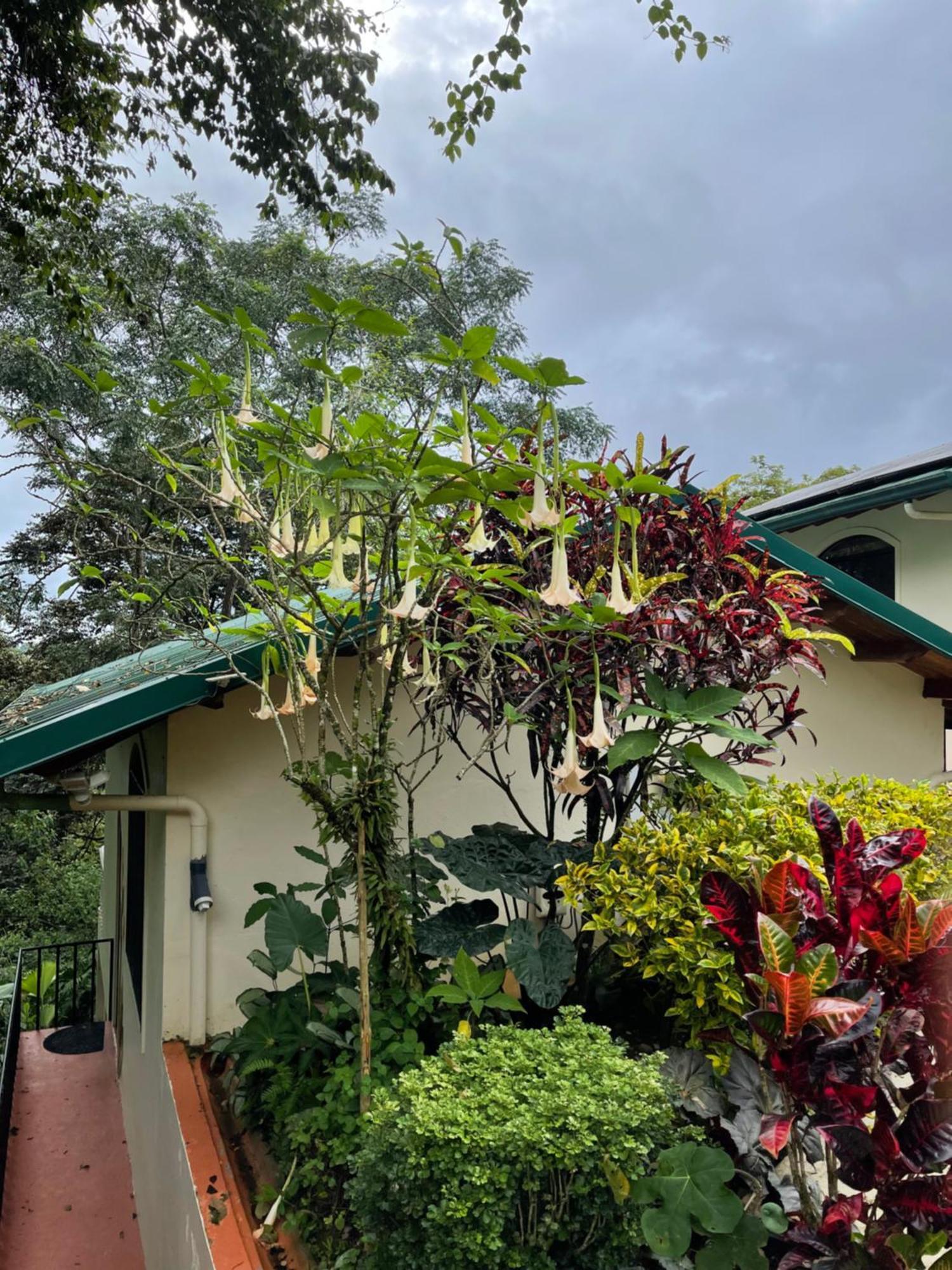 Mango Tree Villas Coronado 외부 사진